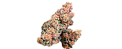 img Chivo Bomb strain