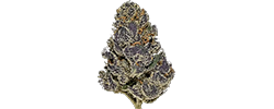 img New Money strain