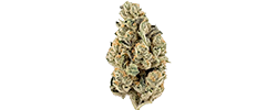 img Paradise Waits strain