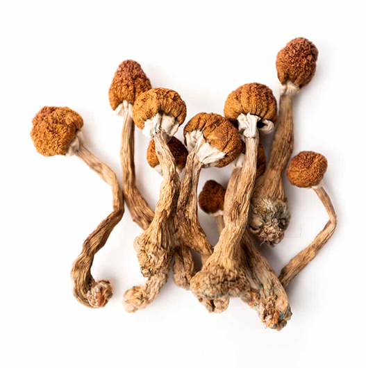 Golden Teacher