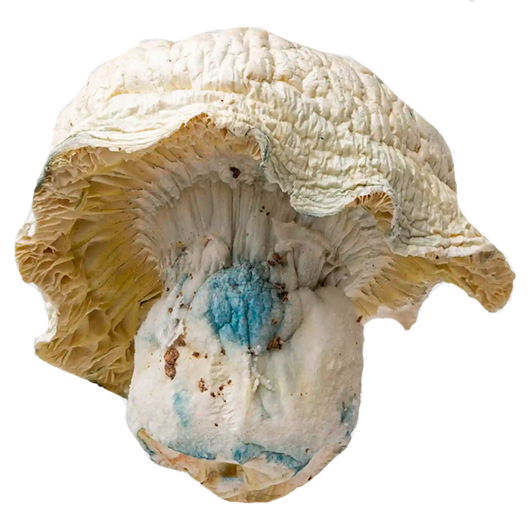 Iceberg – Albino Thai Lipa