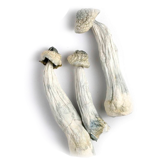 Albino Penis Envy