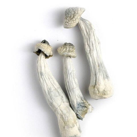 Albino Penis Envy magic mushrooms USA