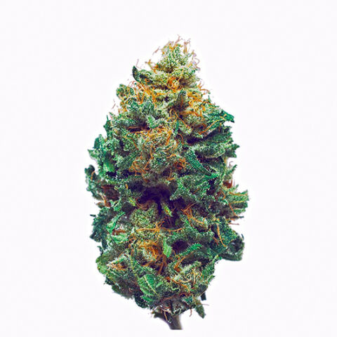 Buy Online Harlequin CBD Medical Cannabis Strain